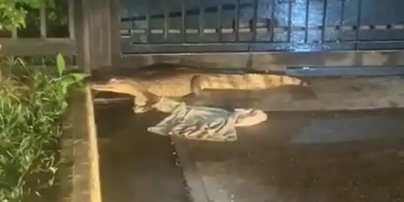 Cocodrilo causa pánico en conjunto residencial de Naguanagua en Carabobo
