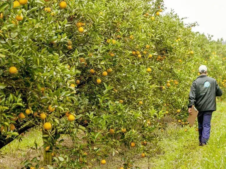 HLB: preparan nuevas reglas para fortalecer la protección de la citricultura