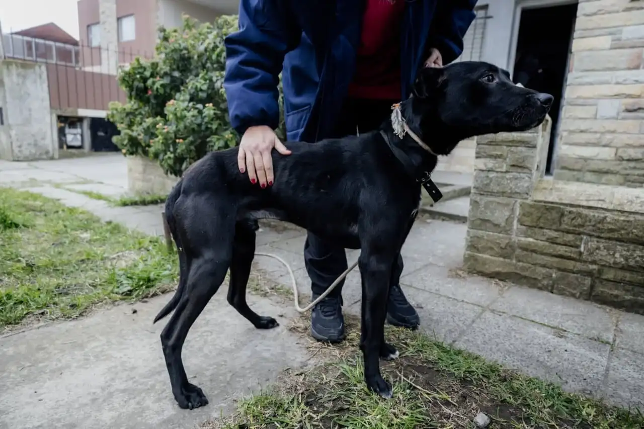 El perro de aproximadamente un año y medio se encontraba en condiciones de extrema vulnerabilidad.