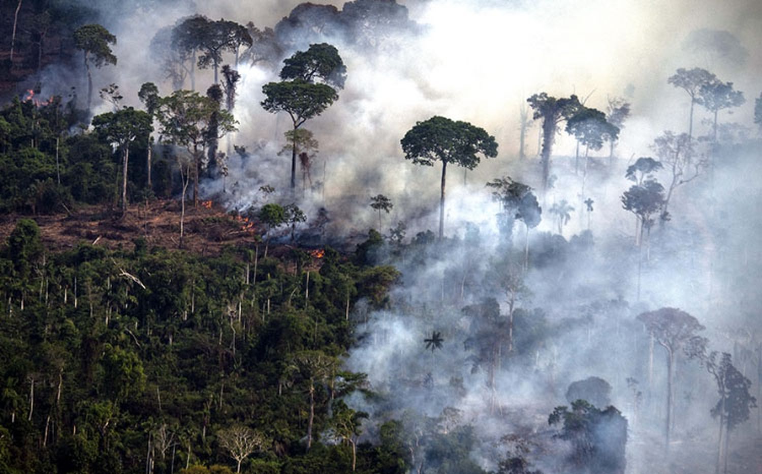 La deforestación en 2022 en Brasil arrasó  un área similar a la provincia de Tucumán