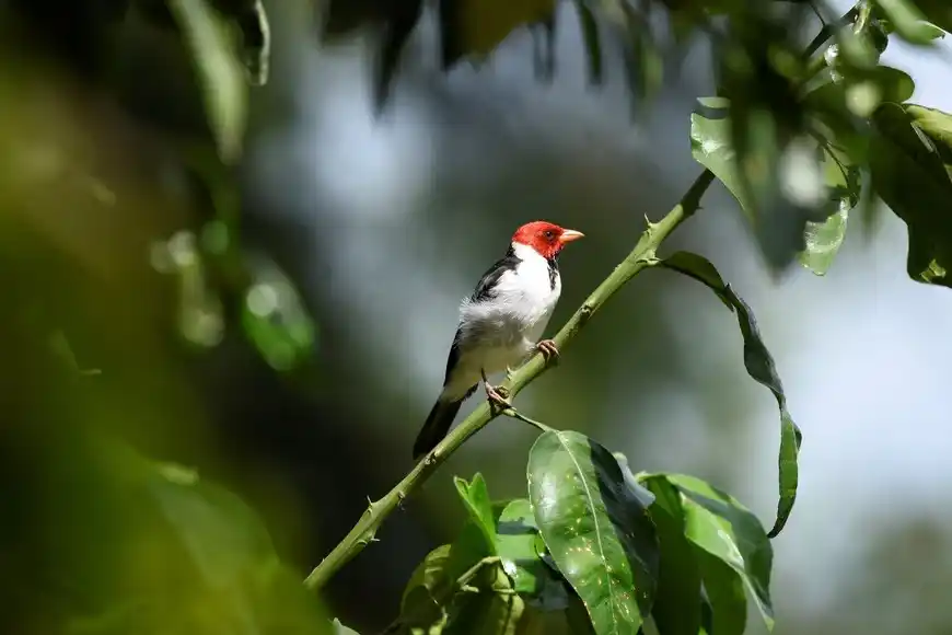 Jardín Florido se suma al sistema de áreas naturales