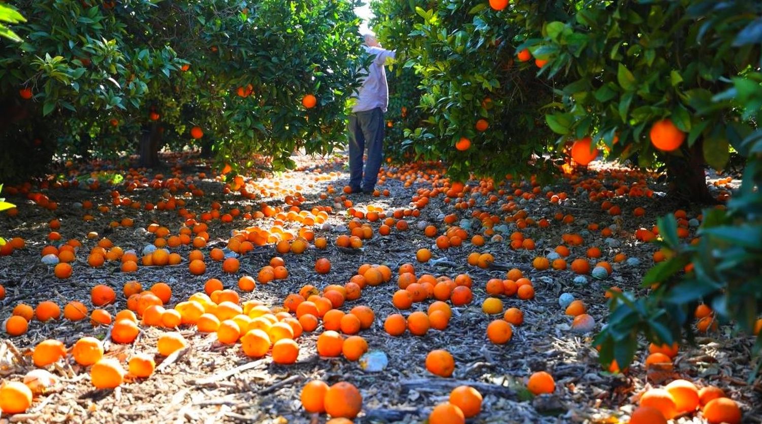 Productores citrícolas advierten sobre la difícil situación del sector