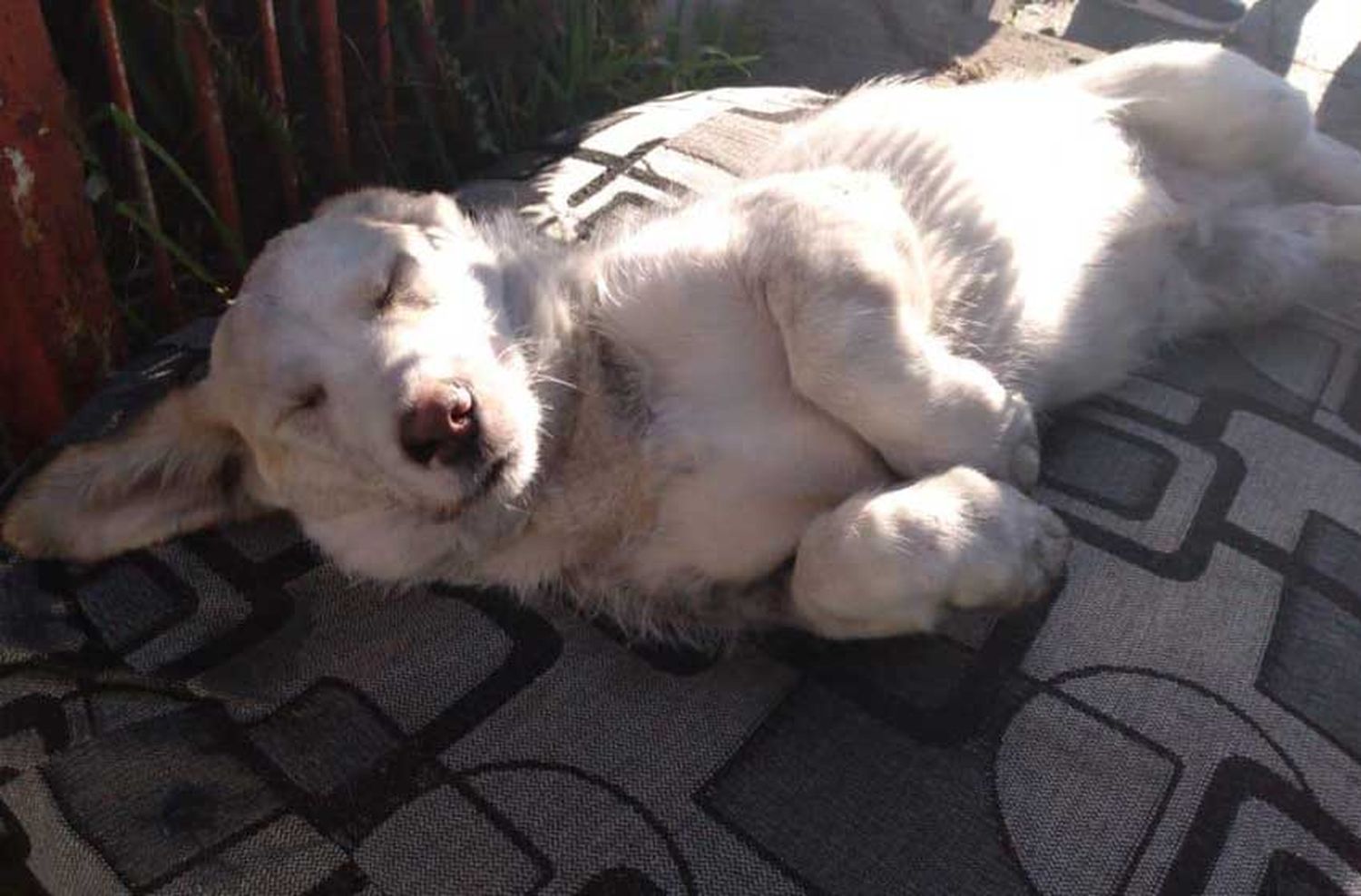 Bomberos salvaron la vida de un perro en Batán