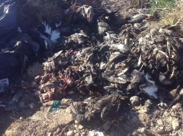 Encontraron los restos de más de 100 patos a orillas del Gualeyán