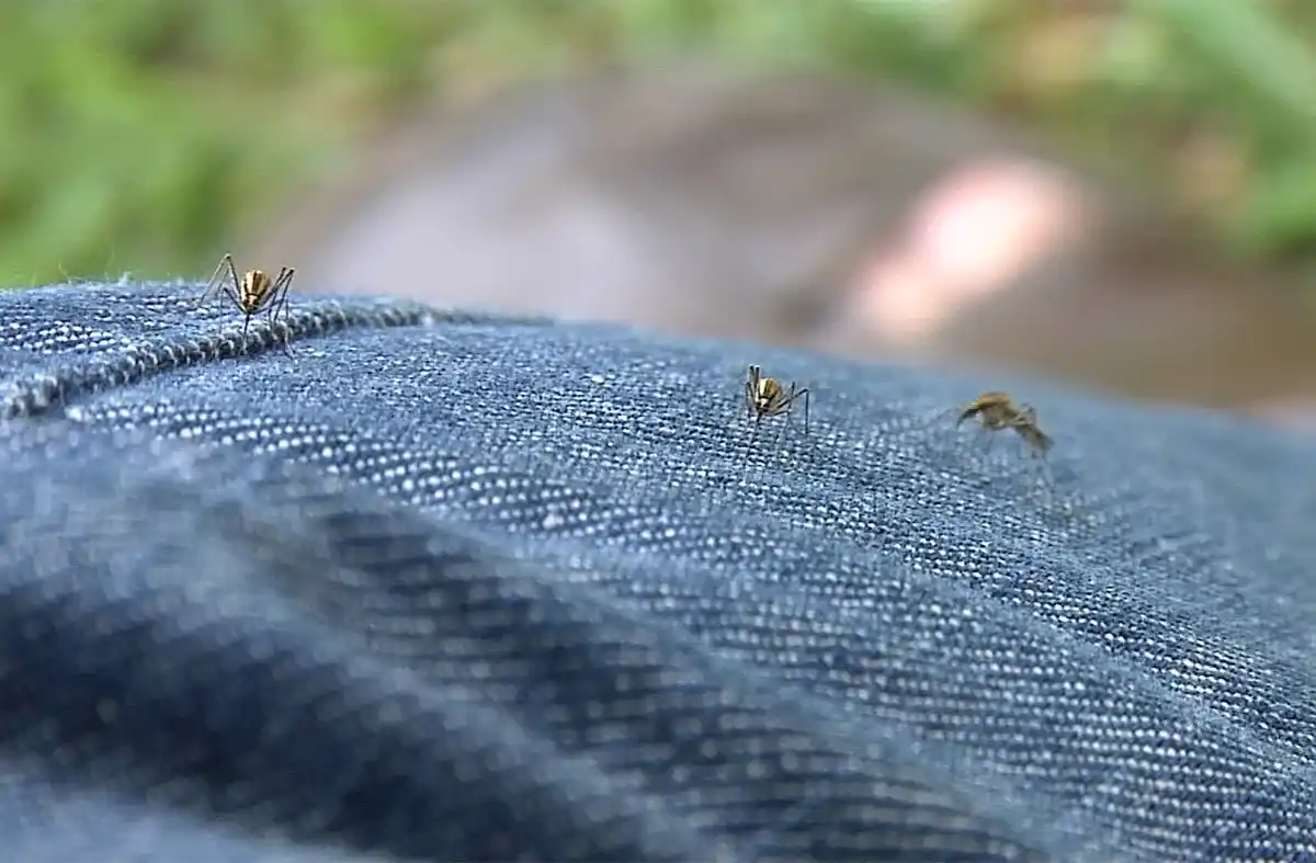 La invasión de mosquitos y el brote de dengue fueron tema nacional.