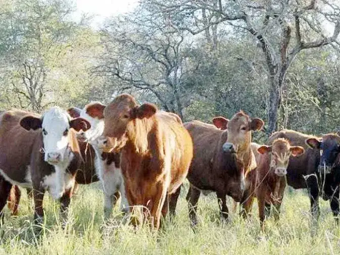 Formosa se consolida como una de
las nuevas promesas del agro nacional