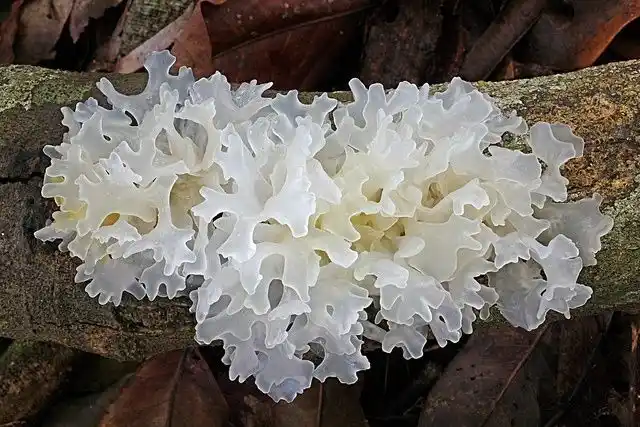 tremella