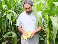La falta de lluvias amenaza a los cultivos de maíz en la etapa crítica de floración