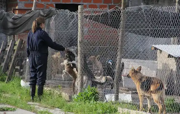 Proteccionistas proponen un proyecto de equilibrio poblacional de animales