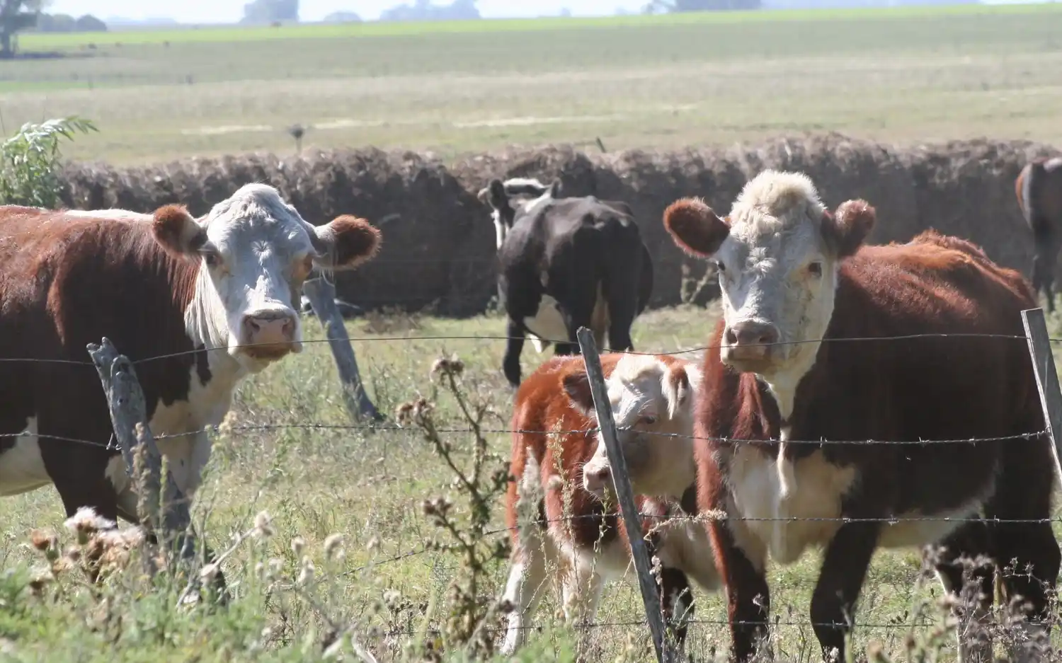 Sartori: “Tenemos que encerrar a las vacas para que no nos las roben”