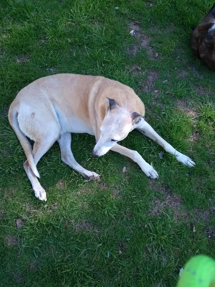 "Musculito" o "Rubio", el callejero de la Plaza Belgrano murió el 10 de mayo y tendría su monumento