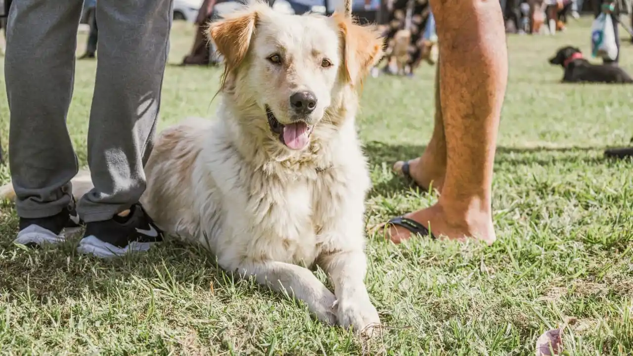Para el trámite, debe asistir una sola persona mayor de edad con DNI y se vacuna a todos los animales mayores de tres meses.