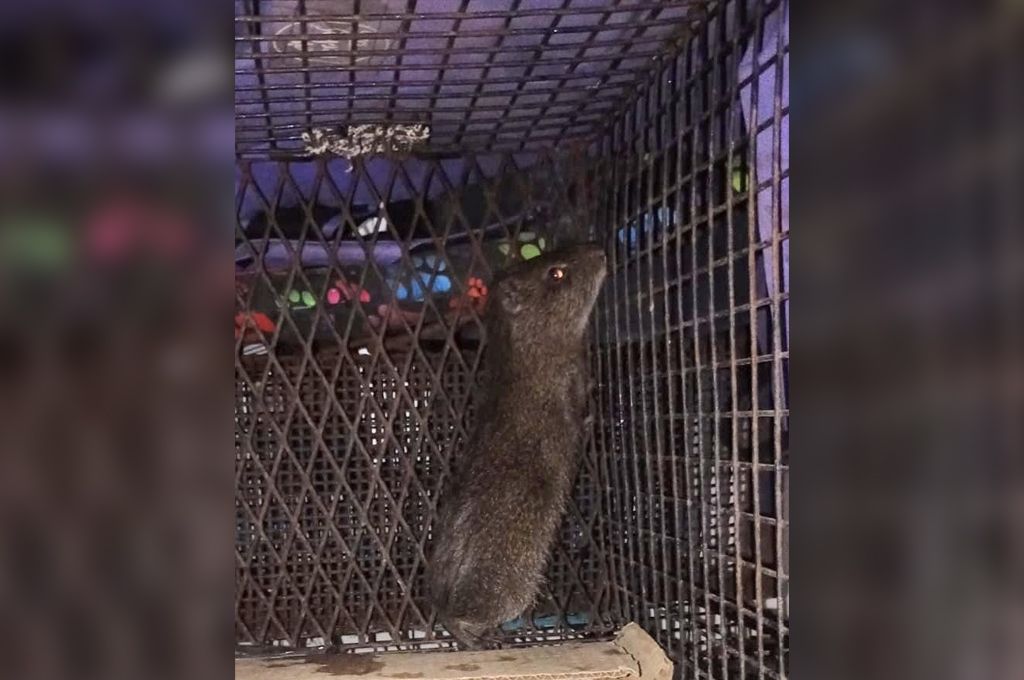 En plena madrugada, rescataron a un carpincho dentro de un casino de Rosario