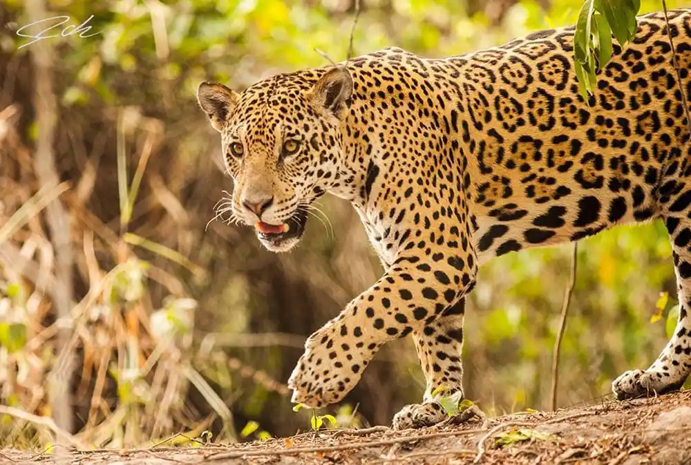 Apenas quedan 250 ejemplares de yaguaretés en la Argentina