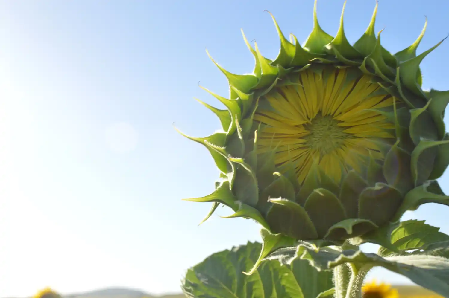 El girasol quiere que lo traten como economía regional