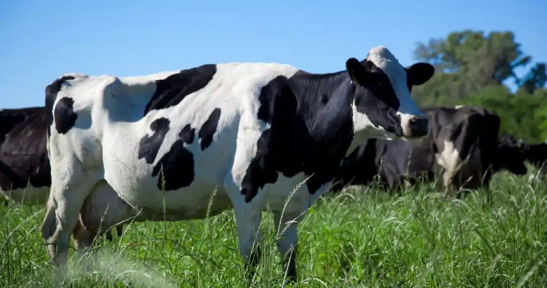 Estos resultados representan un crecimiento interanual del 11% en volumen y del 20% en valor.