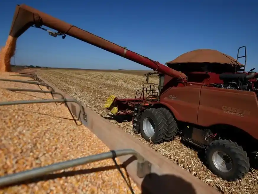 En Santa Fe, el maíz se mantiene con altas expectativas.