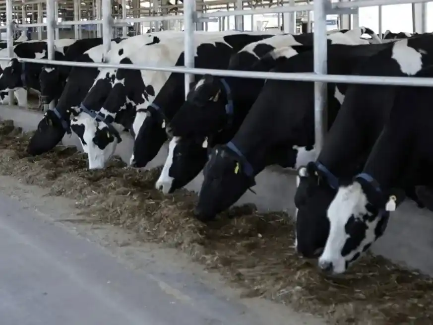 Proponen vacunar contra la fiebre aftosa durante el secado para evitar pérdidas en los tambos.