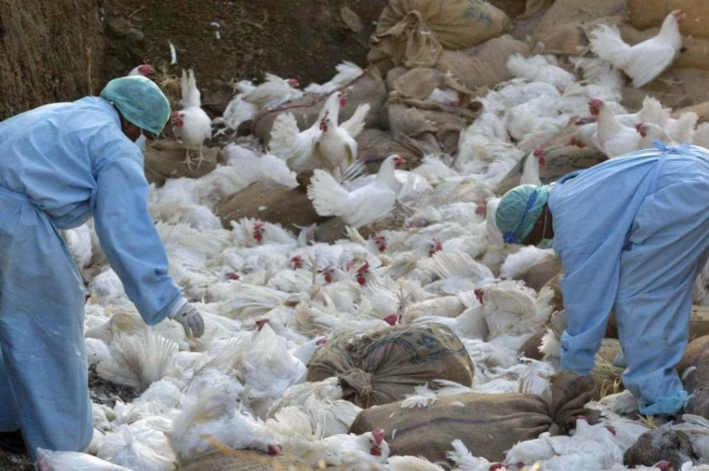 Gripe aviar: 240 mil gallinas muertas en Río Negro y Mar del Plata