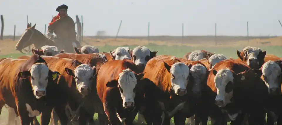 Inseguridad rural: “Hay campos abandonados, sin producir, porque están cansados de que les roben”