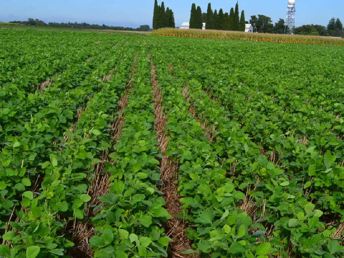 "La Niña" retrasa la siembra de soja para no resignar rindes   