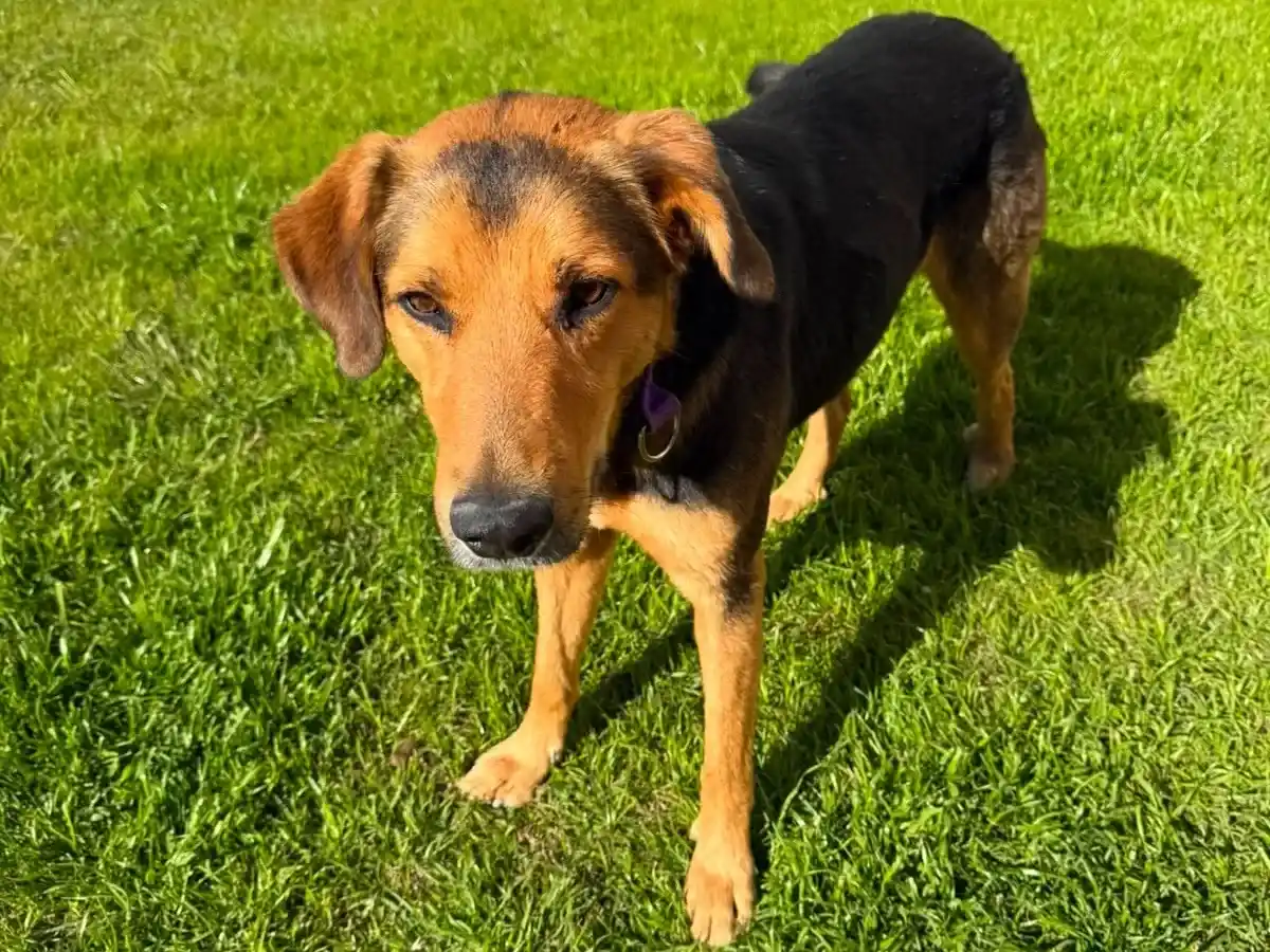 La mascota que fue rescatada en las últimas horas en la zona costera de Quequén