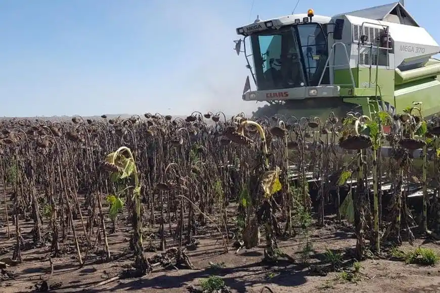 La campaña de girasol sigue dando buenas noticias. Foto: El Litoral