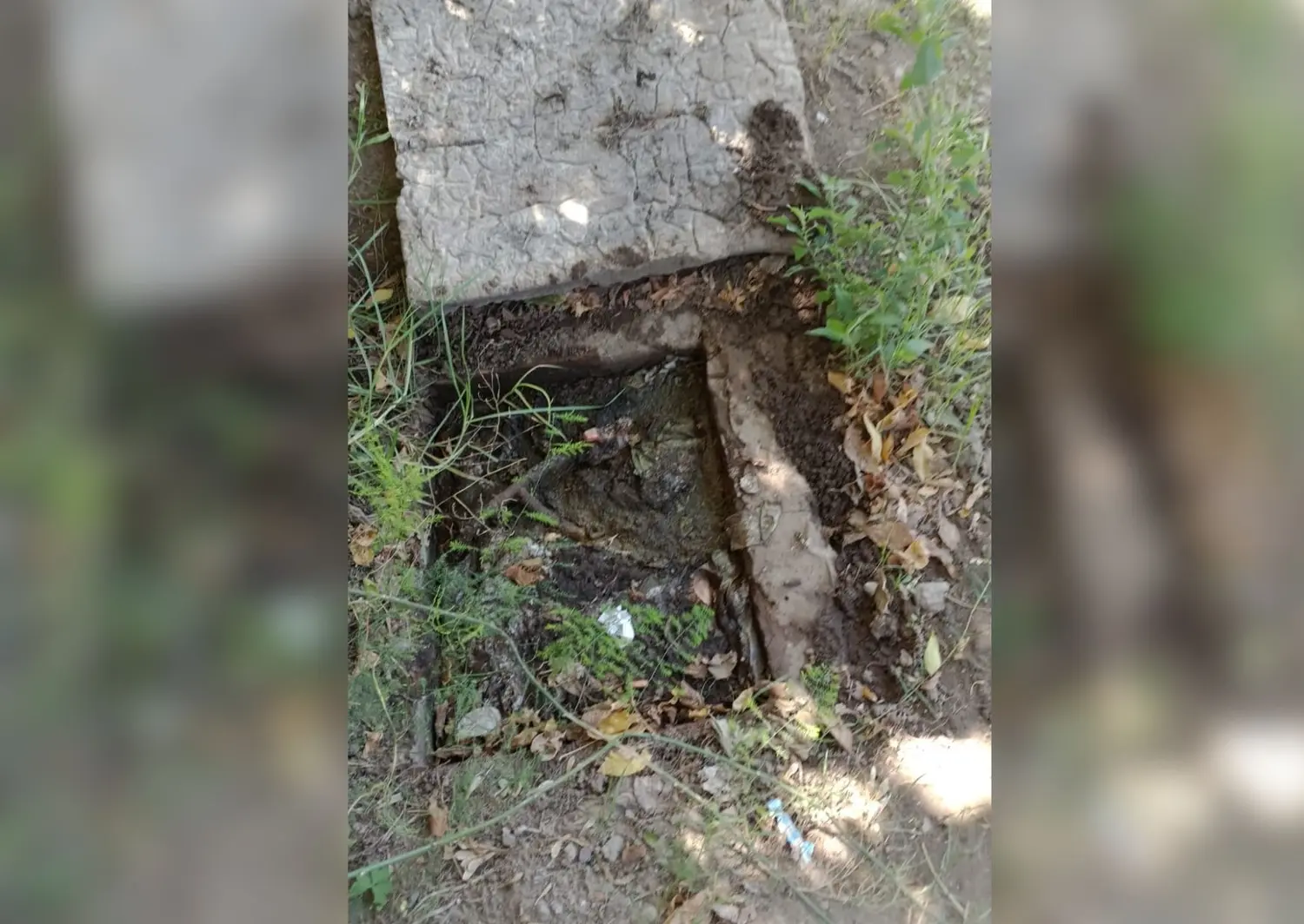 Cloaca tapada
