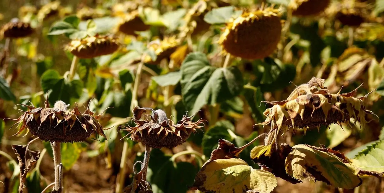 La campaña girasolera marca un hito con 6,6 millones de toneladas y nuevos desafíos