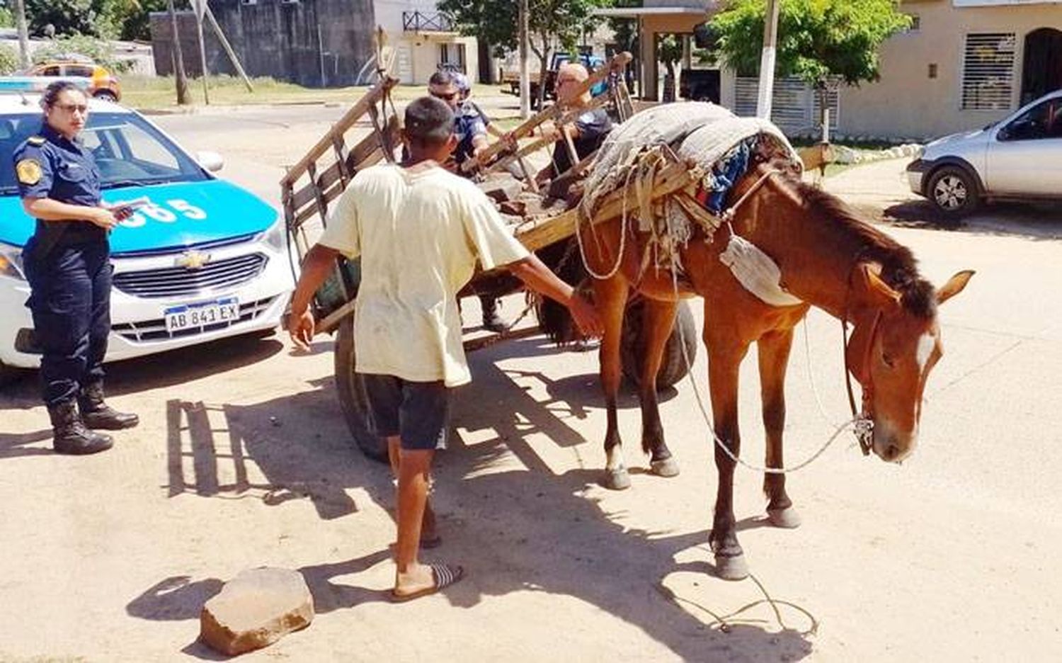 Operativos de erradicación del  maltrato animal y la tracción a sangre