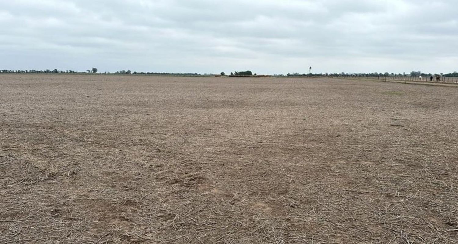 Preocupa la falta de lluvias en el centro-oeste santafesino: al campo le faltan 250 milímetros