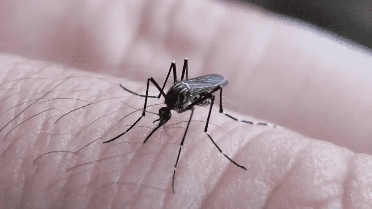 Se confirmaron más de 28 mil casos de dengue y piden reforzar los cuidados