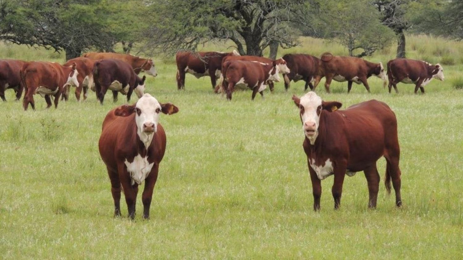 San Javier: un reconquistense debe pagar 5 millones de pesos de fianza por robarle seis vacas a un vecino