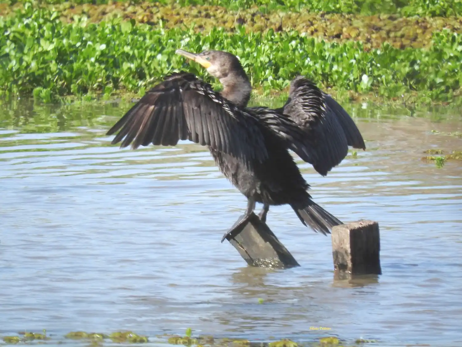 Habitantes de humedales del departamento Concordia