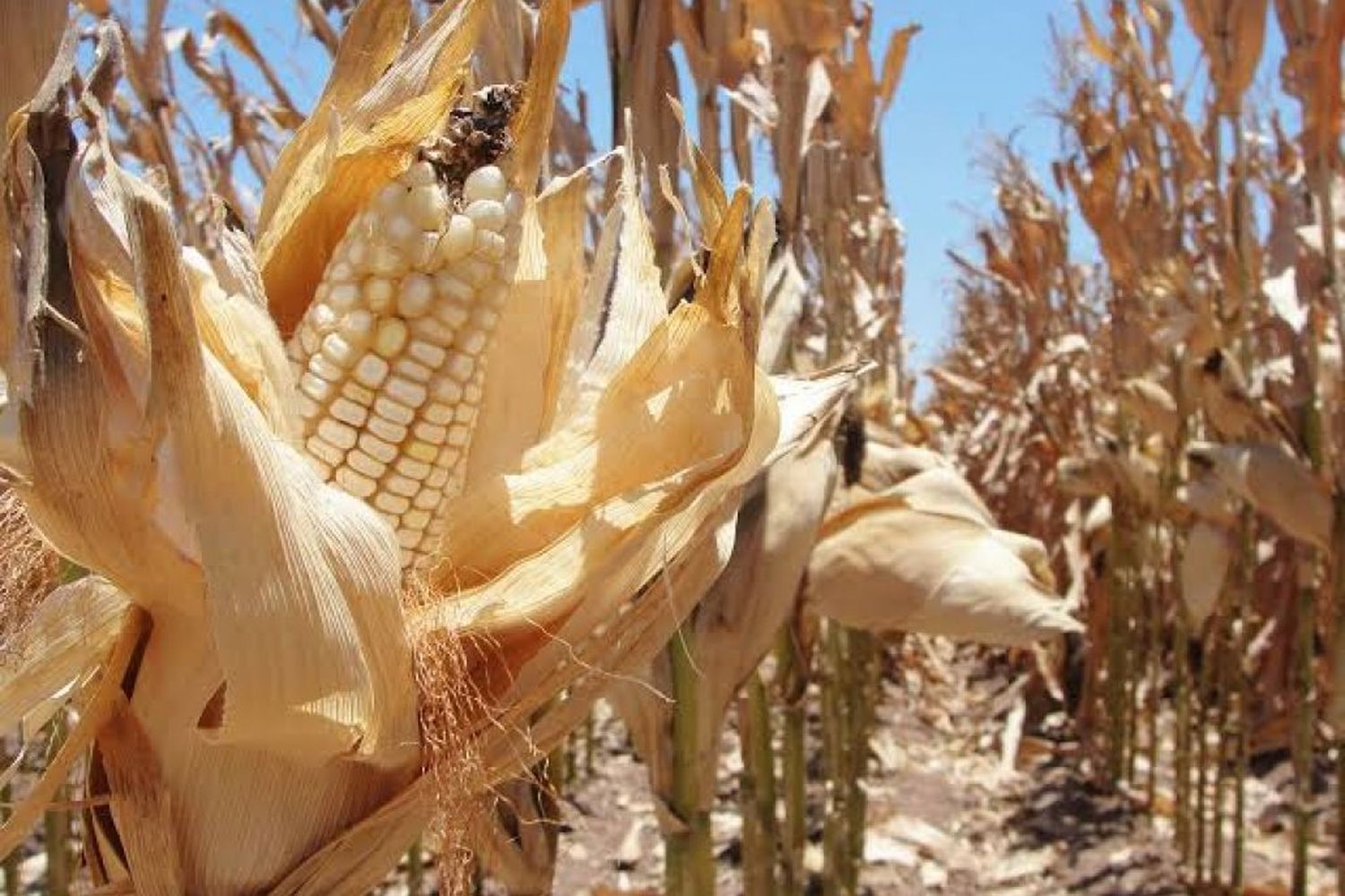 Las lluvias traen alivio, pero el daño de la sequía está hecho