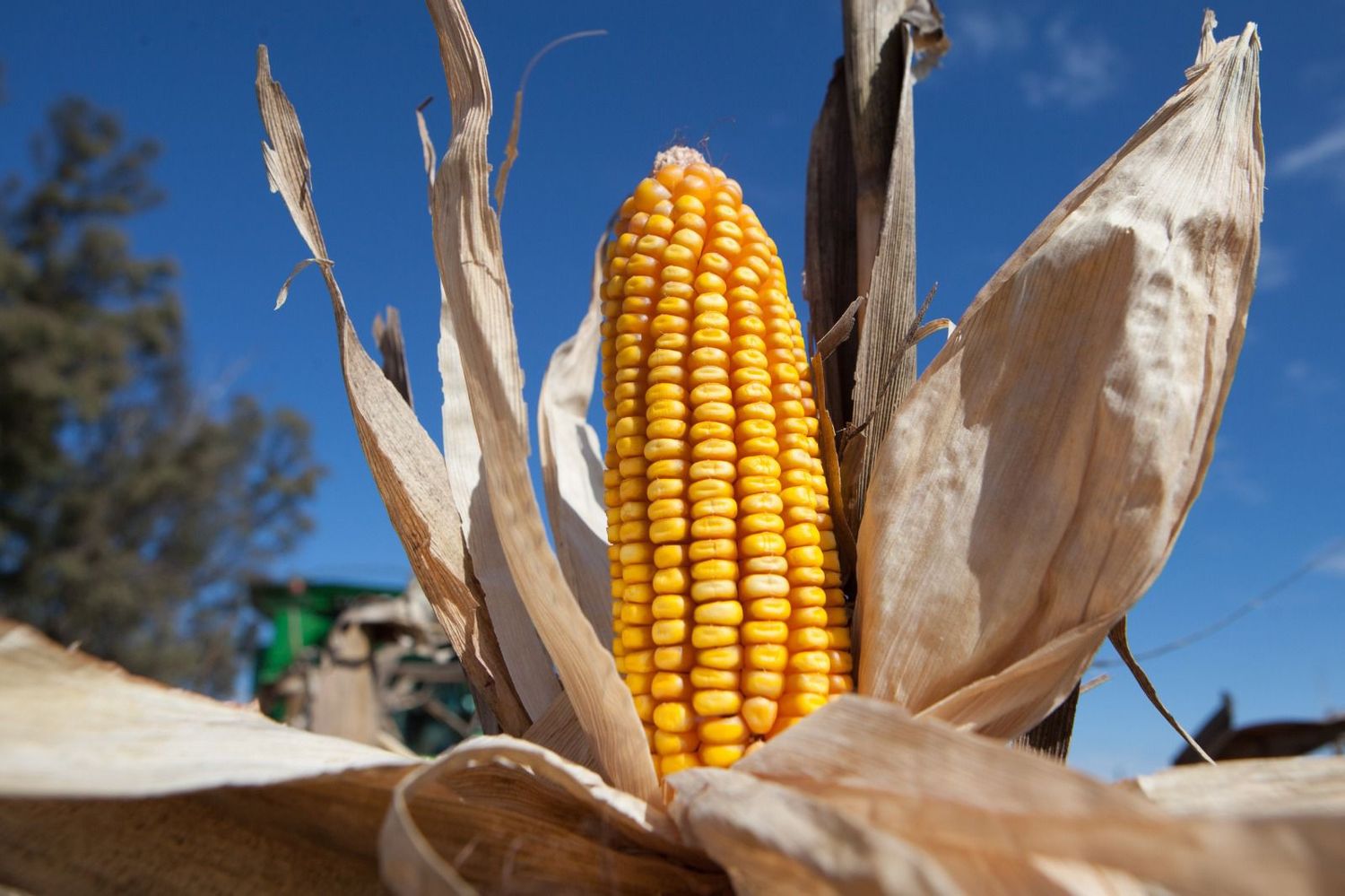 Un productor entrerriano necesitó 5.587,5 kilos de maíz por hectárea para cubrir costos
