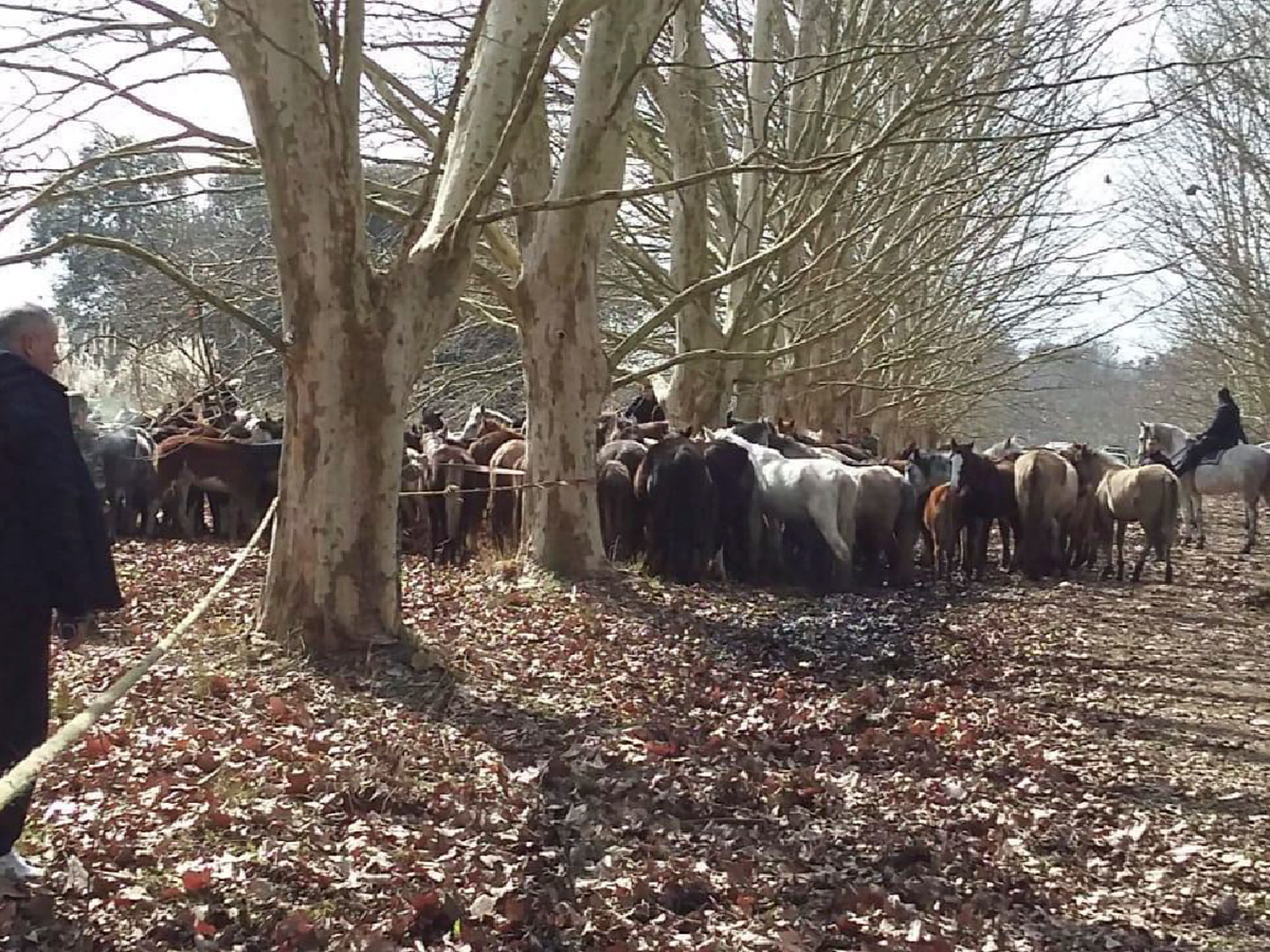 Rescataron 420 caballos de un campo de Ezeiza