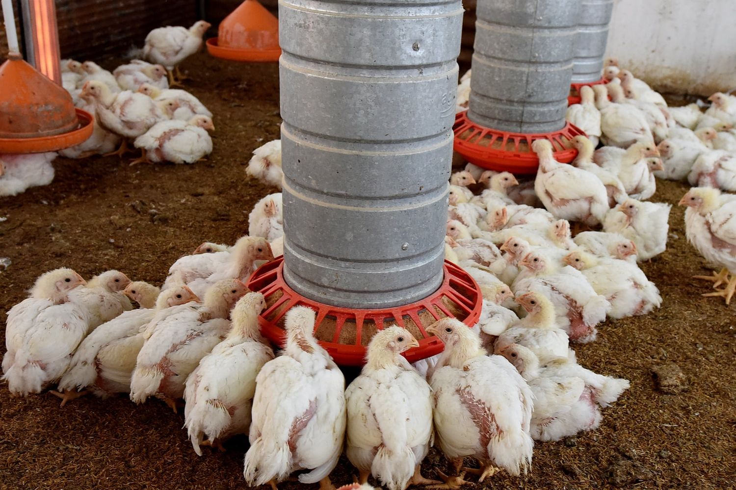 La suspensión de las exportaciones aviares afecta directamente a Entre Ríos