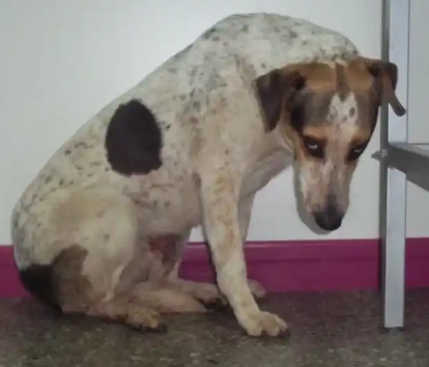 Indignación contra un vecino que le disparó a dos perros callejeros