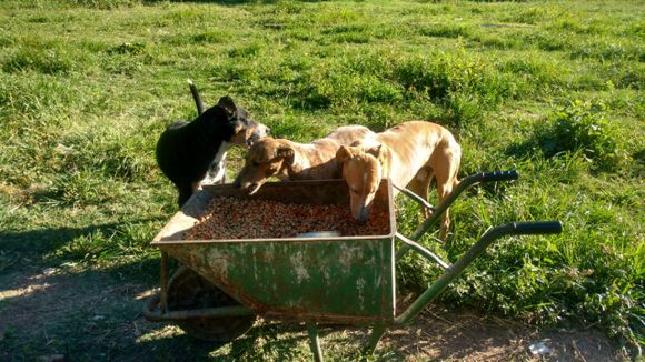 El Refugio de animales abre sus puertas a los corazones para recibir el 2025