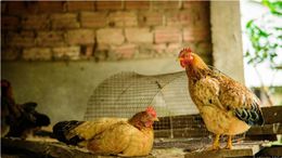 Detectan un caso de influenza aviar altamente patógena en Entre Ríos