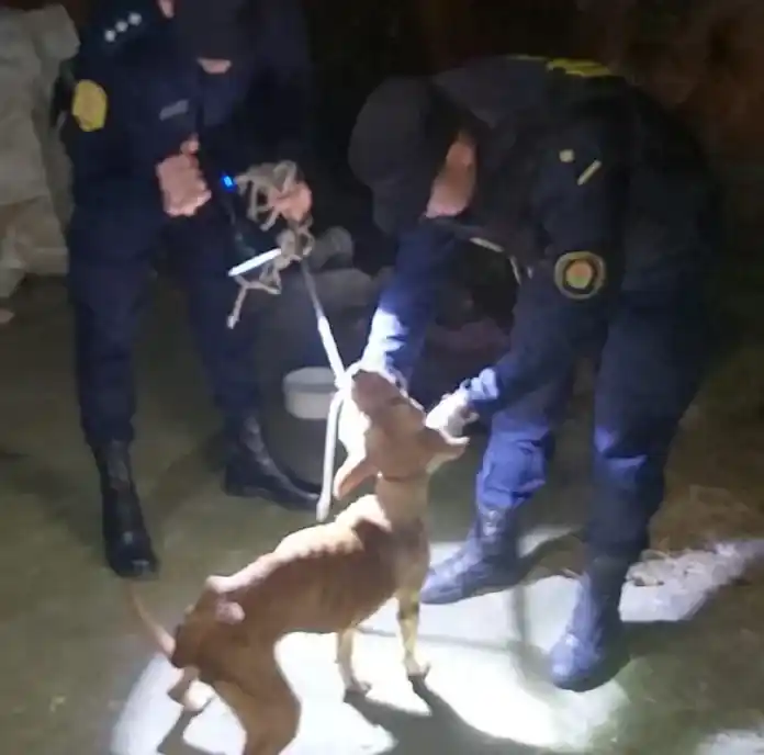 Rescataron a una perra desnutrida tras una denuncia por maltrato animal