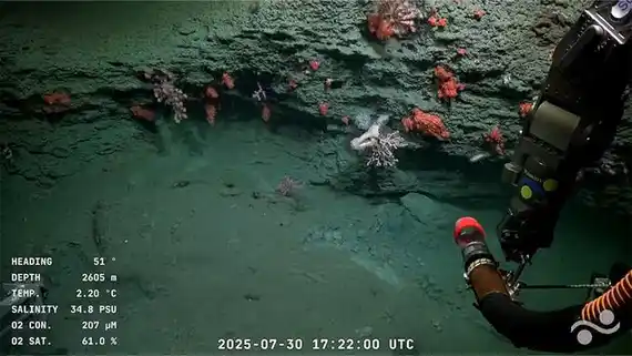 Nueva misión submarina del Conicet: cinco inmersiones serán transmitidas por YouTube