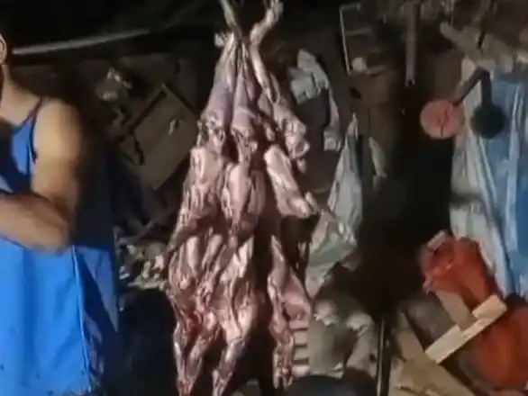 Denuncian matanza ilegal de vizcachas en San Jaime de la Frontera: la especie está protegida por ley