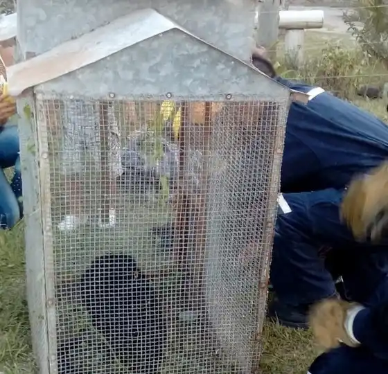 Bomberos Voluntarios rescataron un mono en Calchaquí