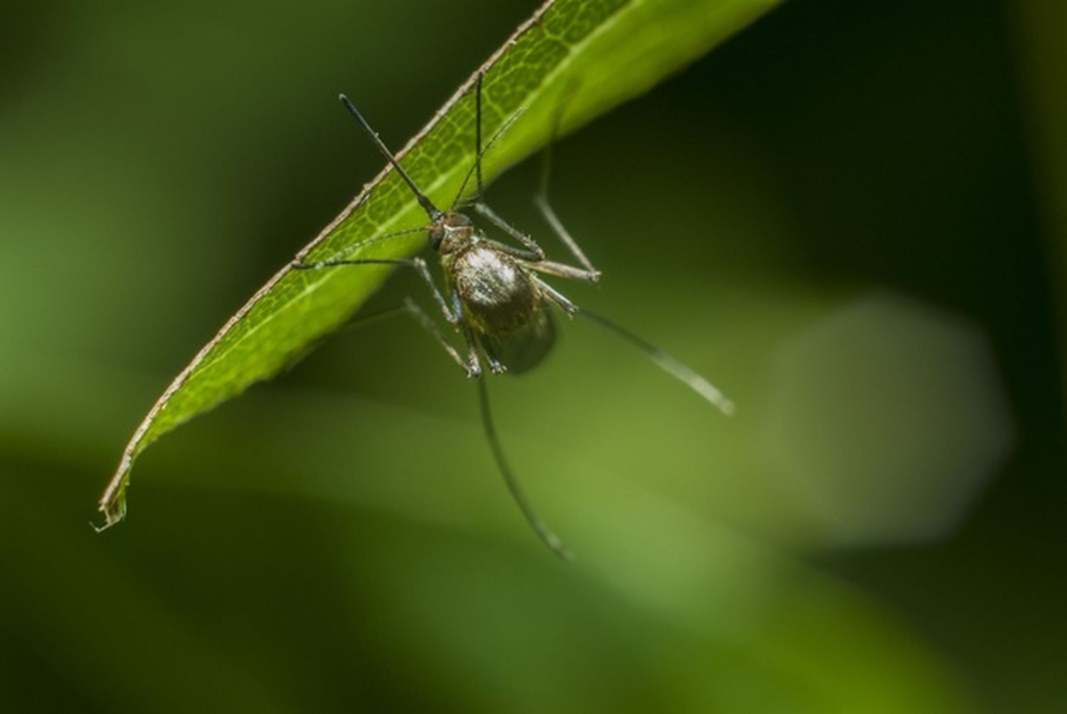 Aumentan los casos de Dengue en el país