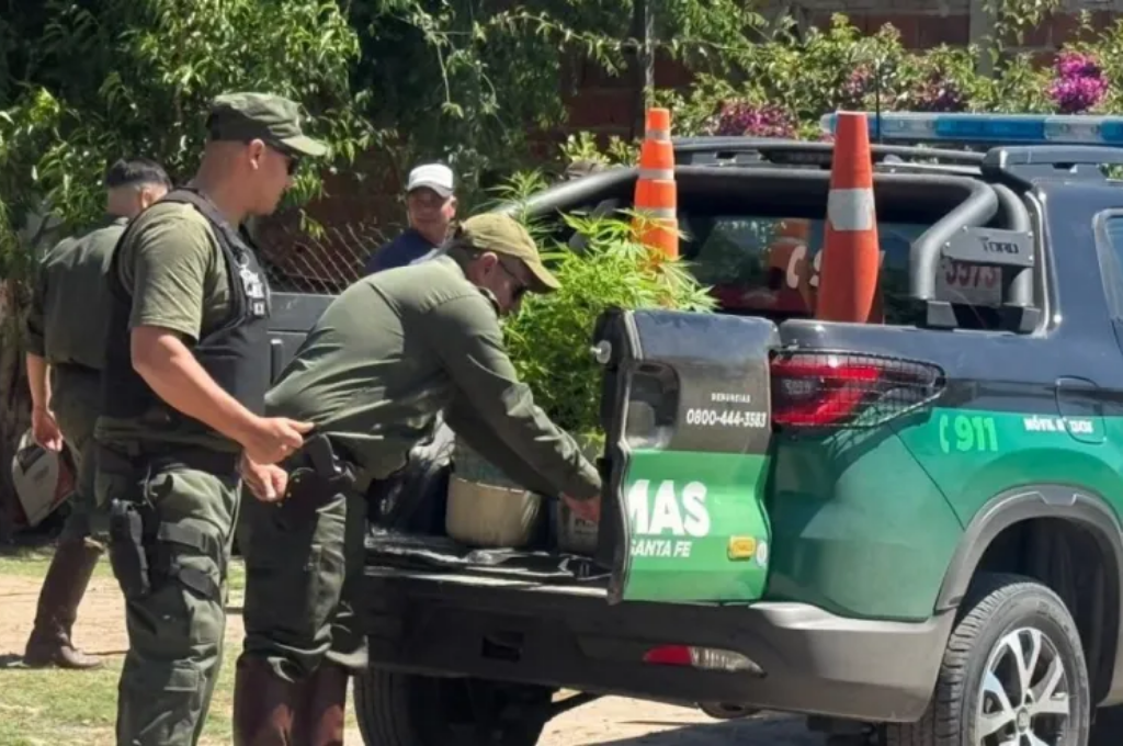 Los Pumas secuestraron plantas de marihuana en el domicilio de dos de los sospechosos.