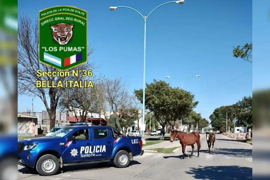 Denunciaron a dos caballos sueltos en la calle: los secuestraron y entregaron a zoonosis