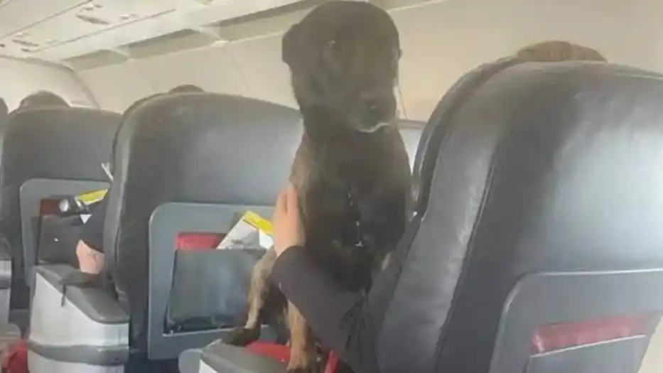 ¡HONOR A QUIEN HONOR MERECE! Turquía regresa a perros rescatistas en primera clase de avión