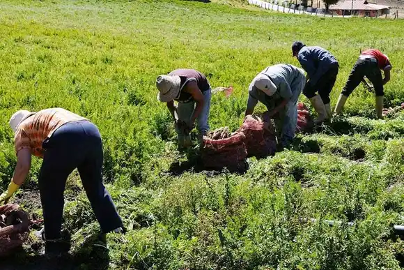 Lluvias destruyeron 150 hectáreas de tierras cultivables en los Andes